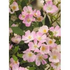 Rosier Rosanatura Rosea® Vispaniuc - Rosiers paysagers