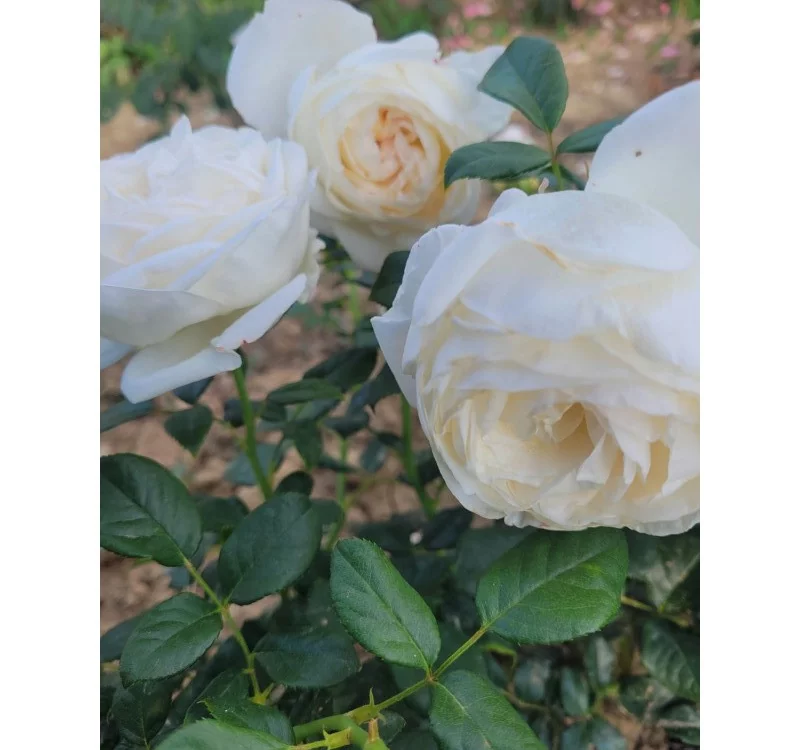Rosier Camille Claudel® Meiroguste - Rosiers à grandes fleurs