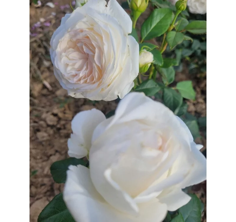 Rosier Camille Claudel® Meiroguste - Rosiers à grandes fleurs