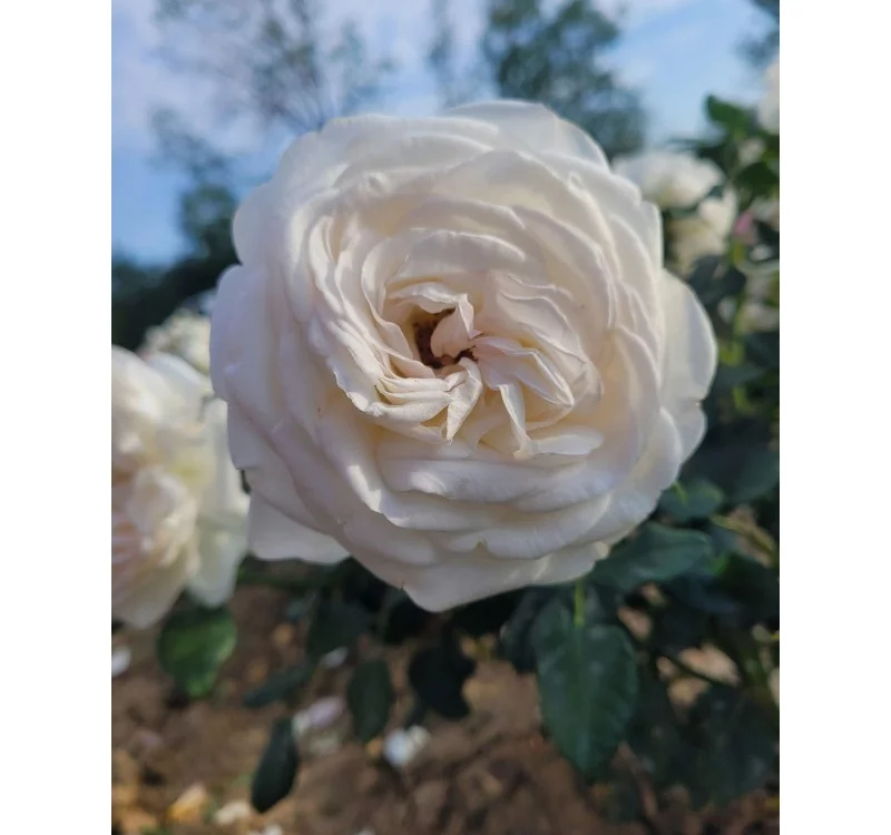 Rosier Camille Claudel® Meiroguste - Rosiers à grandes fleurs