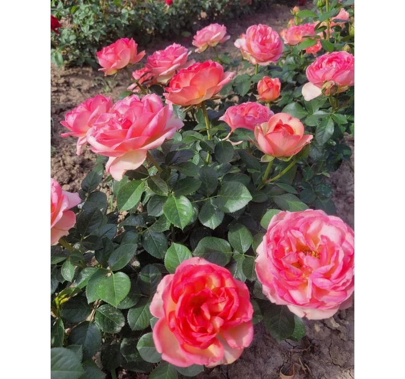 Rosier Auguste Escoffier® Meizasmyne - Rosiers à massifs
