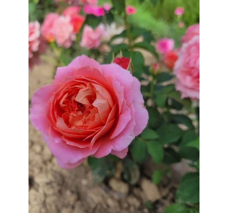Rosier Auguste Escoffier® Meizasmyne - Rosiers à massifs