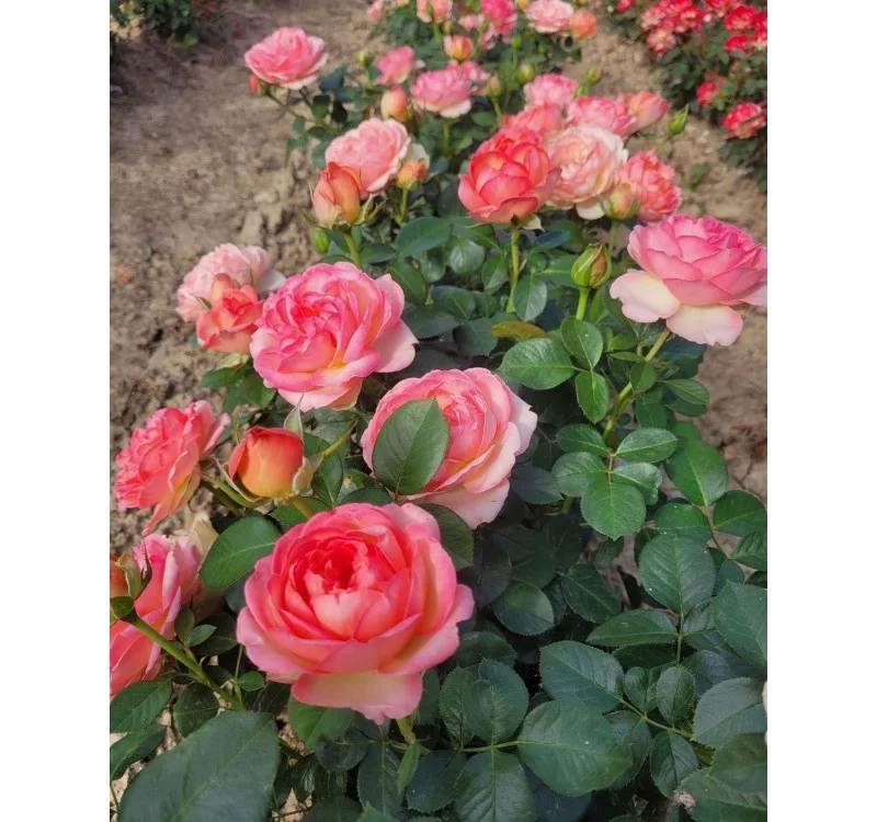 Rosier Auguste Escoffier® Meizasmyne