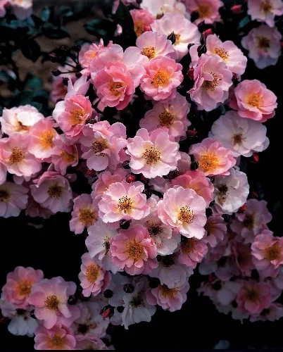 Rosier Pink Cottage® Chewily