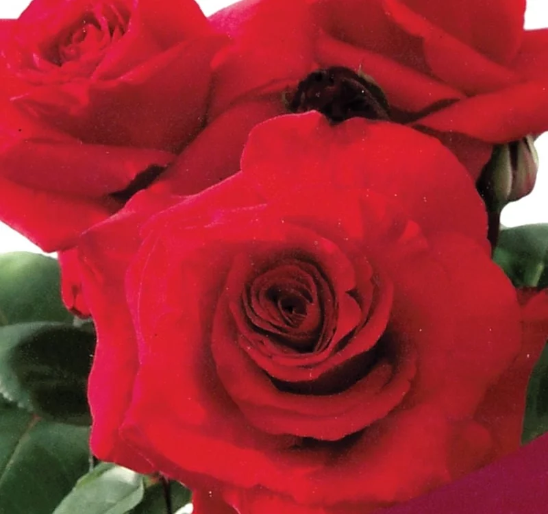 Rosier Simone Veil® Oracolha - Rosiers à grandes fleurs