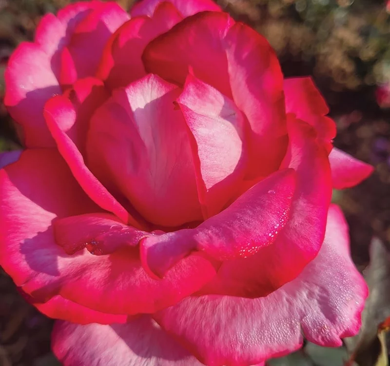 Rosier Guignol® Orabrica - Rosiers à grandes fleurs