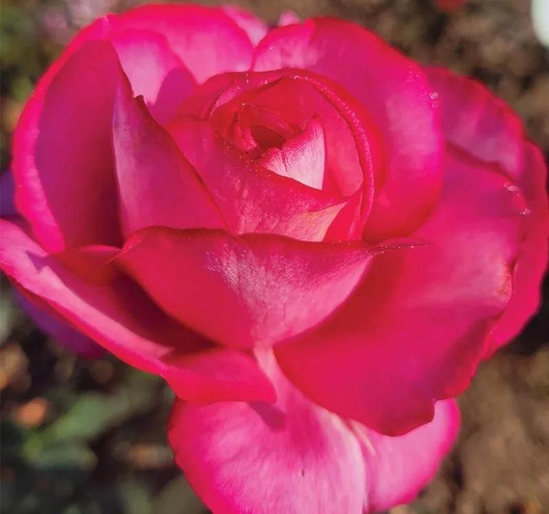 Rosier Guignol® Orabrica - Rosiers à grandes fleurs