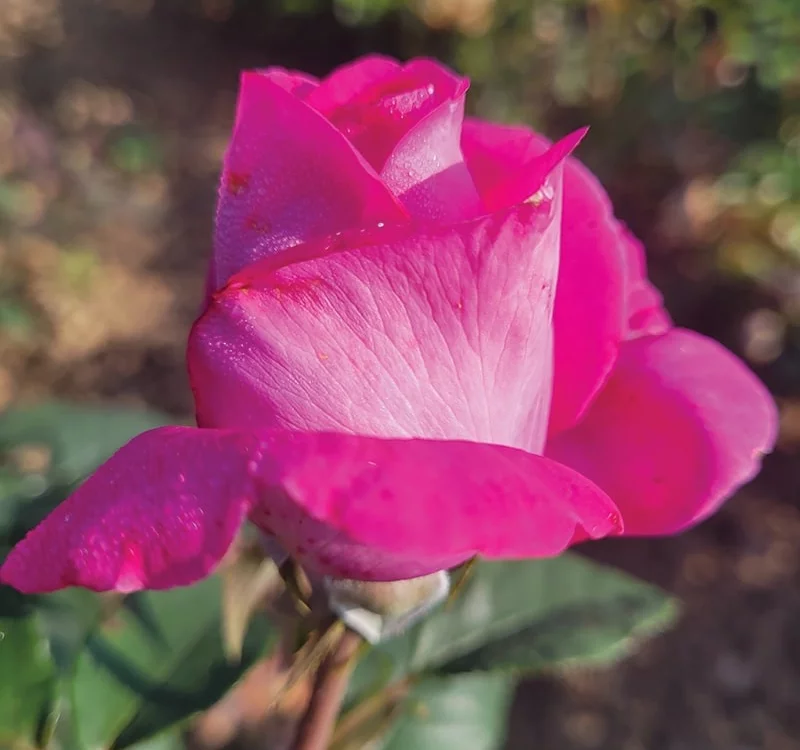 Rosier KAZATCHOCK® Oragrapar - Rosiers à grandes fleurs