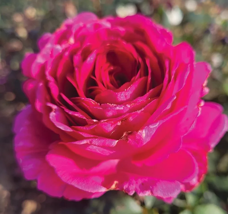 Rosier KAZATCHOCK® Oragrapar - Rosiers à grandes fleurs