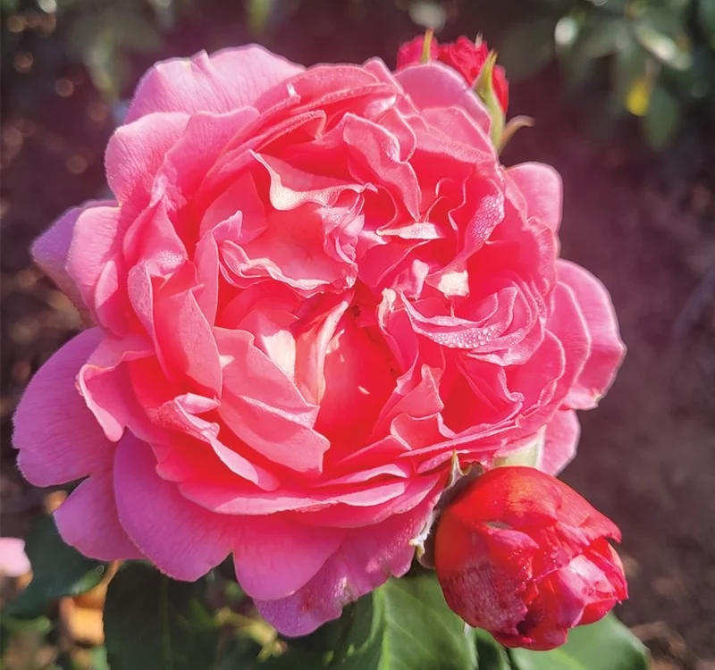 Rosier Pick'n Go ® Mattmag