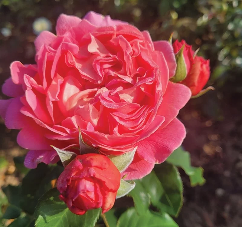 Rosier Pick'n Go ® Mattmag - Rosiers à massifs