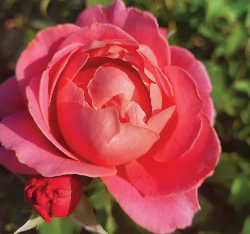 Rosier Pick'n Go ® Mattmag - Rosiers à massifs