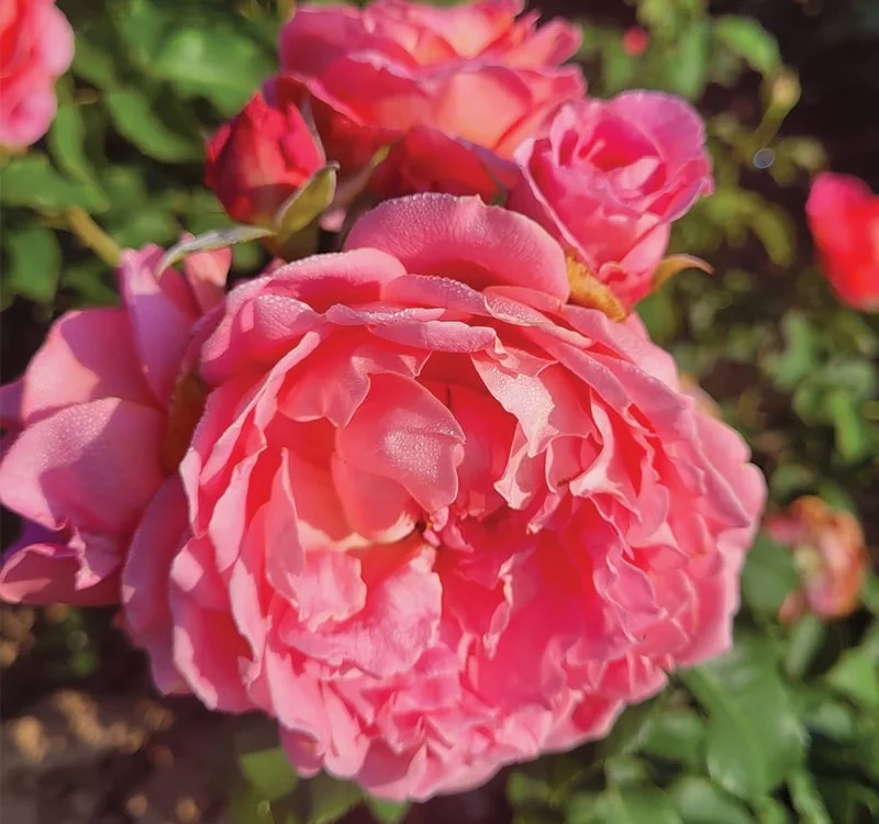 Rosier Pick'n Go ® Mattmag - Rosiers à massifs