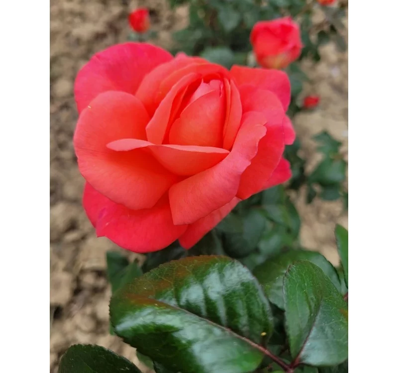 Rosier AGATHA® Lapgata - Rosiers à grandes fleurs