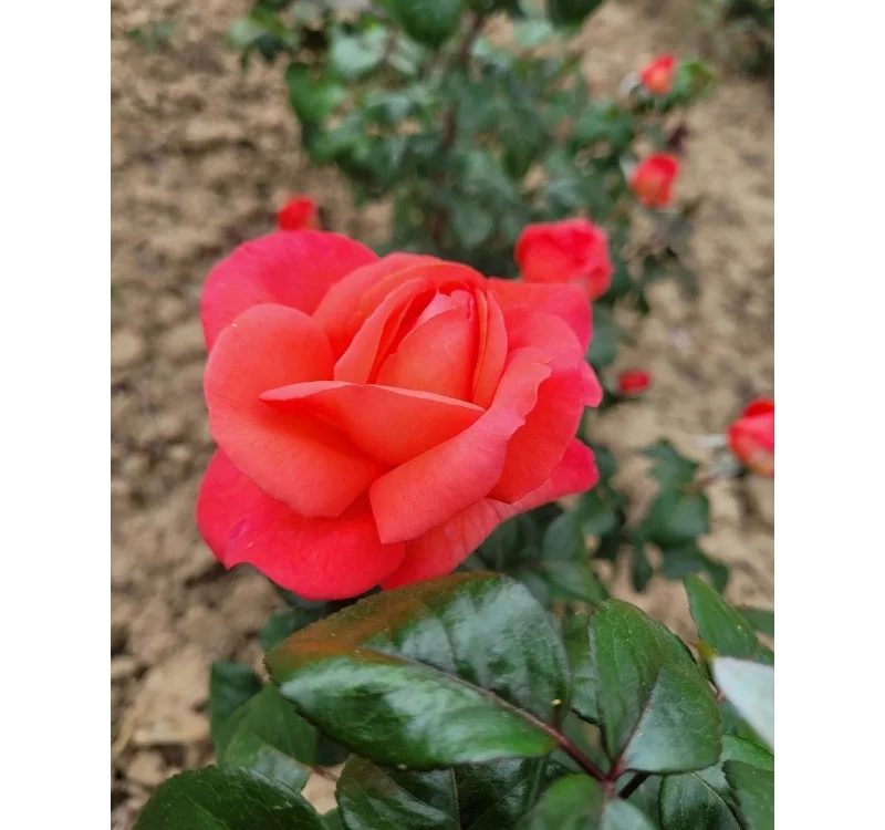 Rosier AGATHA® Lapgata - Rosiers à grandes fleurs