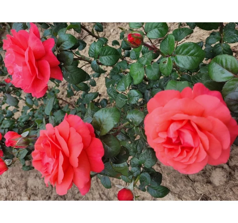 Rosier AGATHA® Lapgata - Rosiers à grandes fleurs