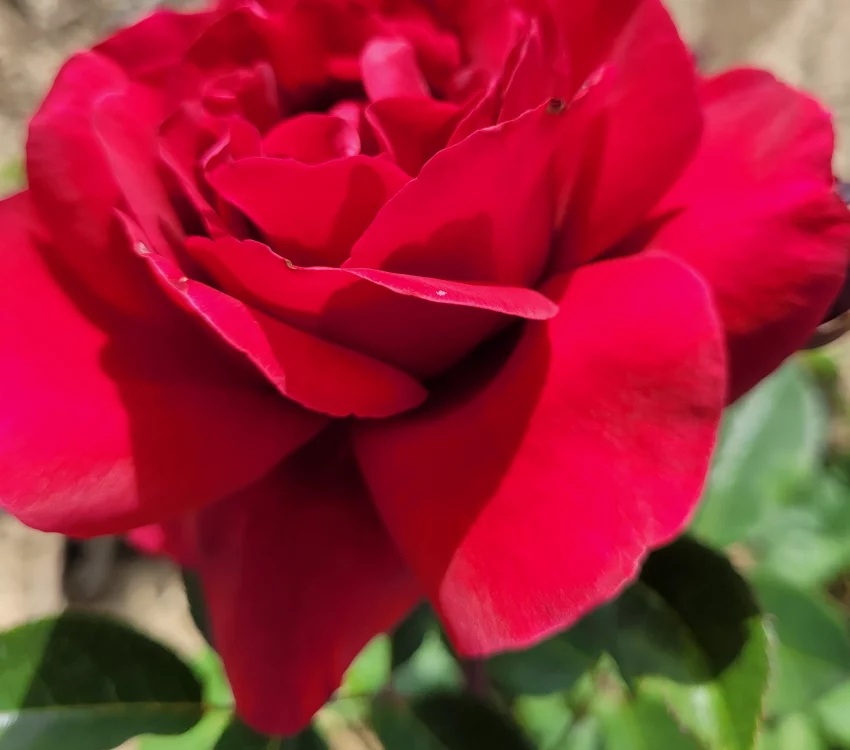 Rosier HAMEAU DUBOEUF® Oradassac - Rosiers à grandes fleurs