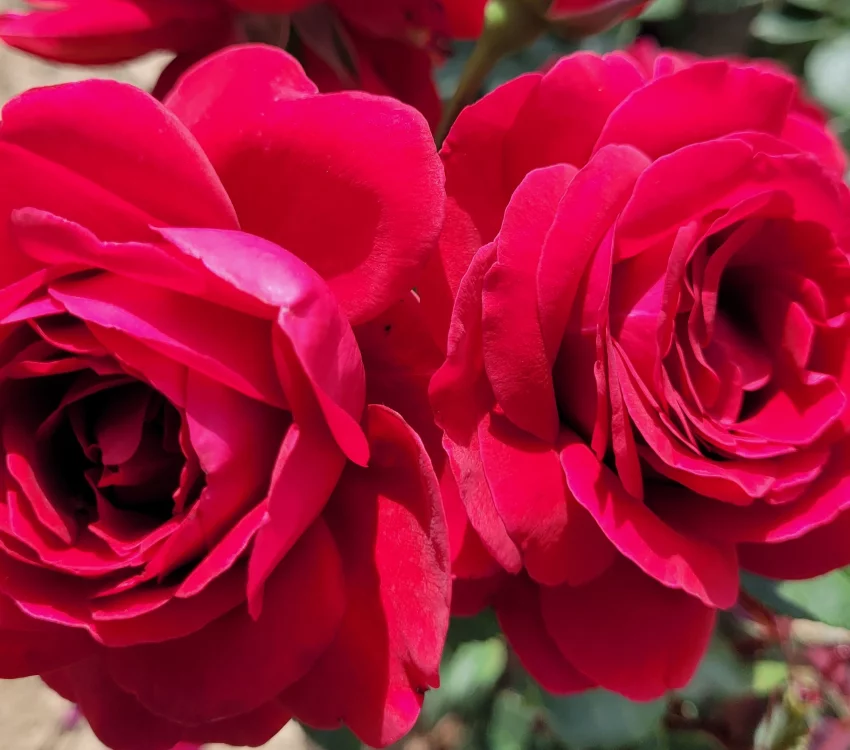 Rosier HAMEAU DUBOEUF® Oradassac - Rosiers à grandes fleurs
