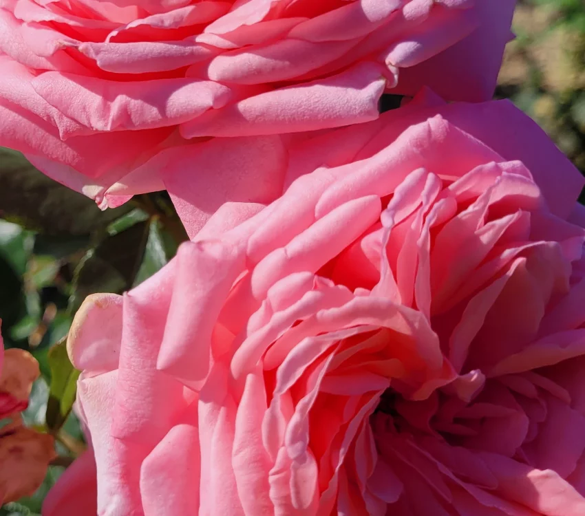 Rosier LONG ISLAND® Oralinco - Rosiers grimpants