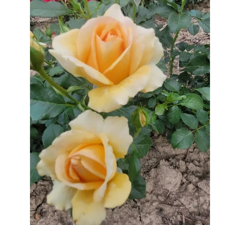 Rosier YELLOWSTONE® Oraleymy