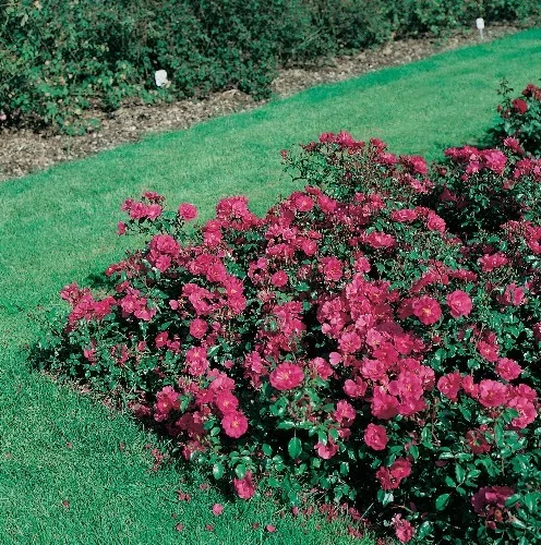 Rosier Xenia® Korpinka
