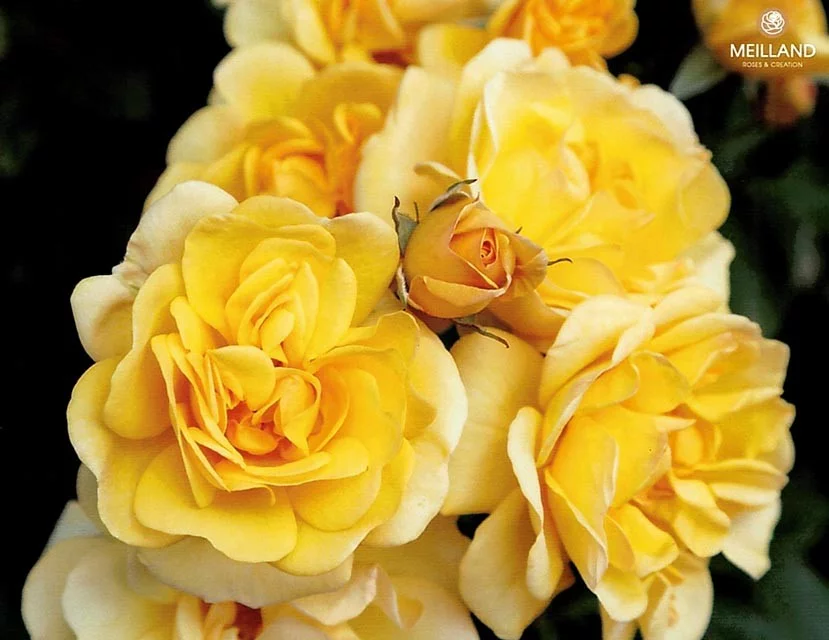 Rosier GOLDEN PAREO® Meipiyou - Rosiers grimpants