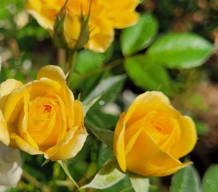 Rosier GOLDEN PAREO® Meipiyou - Rosiers grimpants