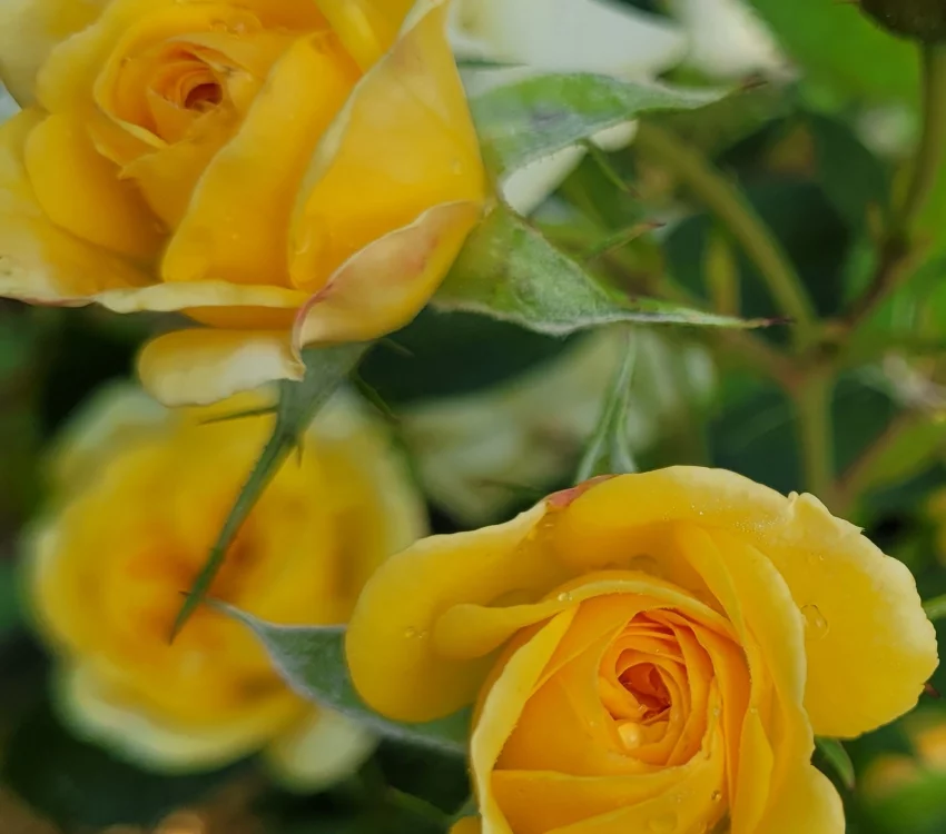 Rosier GOLDEN PAREO® Meipiyou - Rosiers grimpants