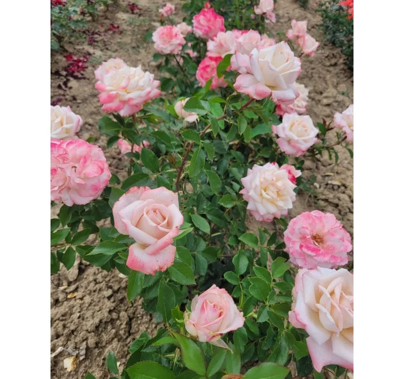 Rosier LYON LUMIERES® Meivanae - Rosiers à grandes fleurs