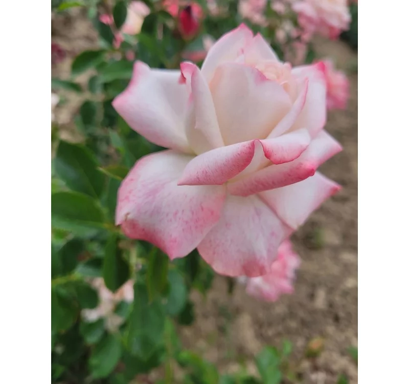 Rosier LYON LUMIERES® Meivanae - Rosiers à grandes fleurs