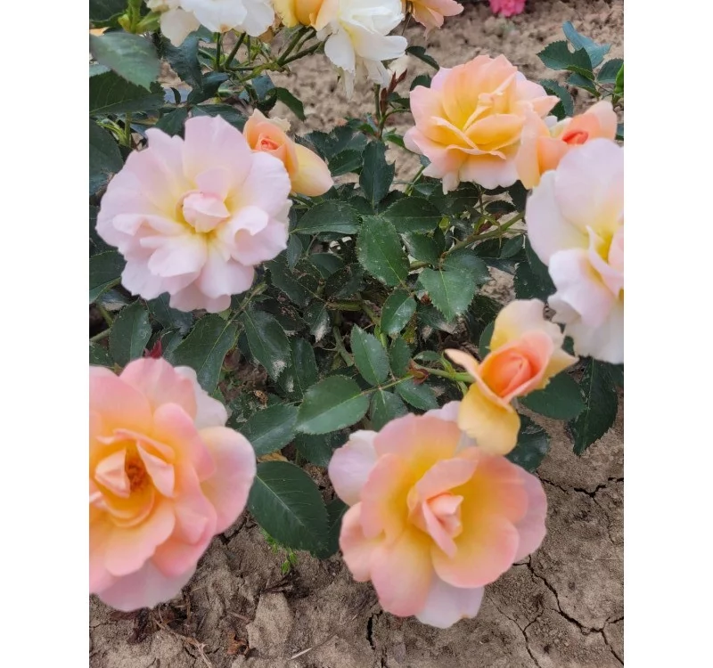 Rosier Flame ORIGAMI® Meitincel - Rosiers à massifs