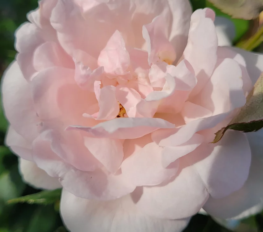 Rosier MME ALFRED CARRIERE