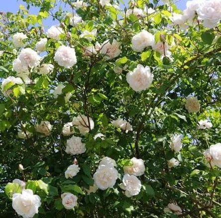 Rosier MME ALFRED CARRIERE - Rosiers lianes (grimpants)