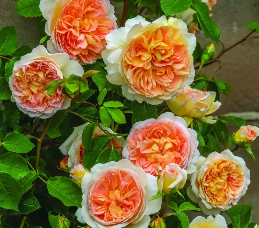 Rosier BATHSHEBA® Auschimbley
