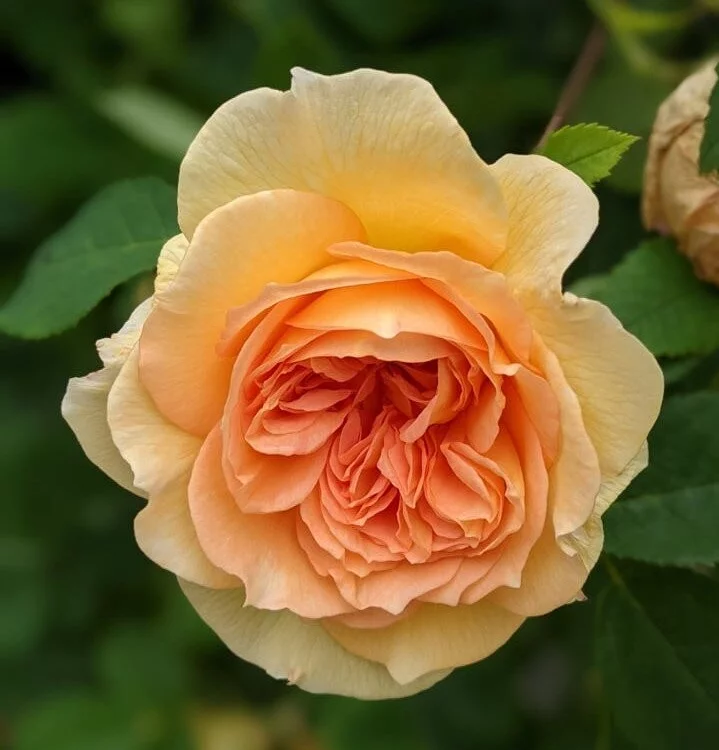 Rosier BATHSHEBA® Auschimbley - Rosiers anglais