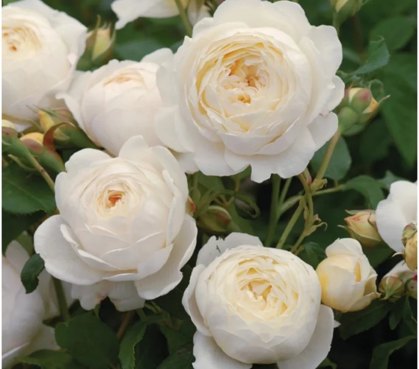 Rosier CLAIRE AUSTIN ® Ausprior