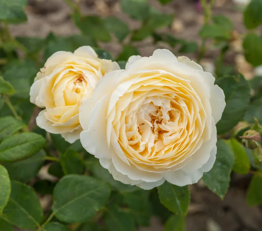 Rosier CLAIRE AUSTIN ® Ausprior - Rosiers anglais