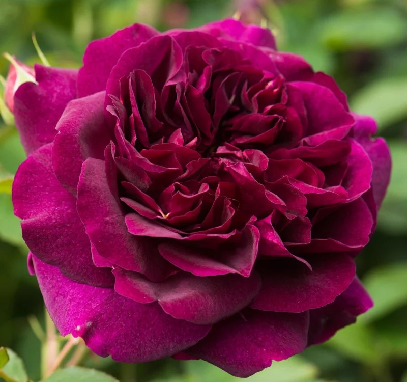 Rosier DARCEY BUSSEL ® Ausdecorum