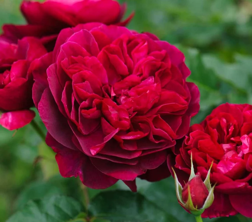 Rosier DARCEY BUSSEL ® Ausdecorum - Rosiers anglais