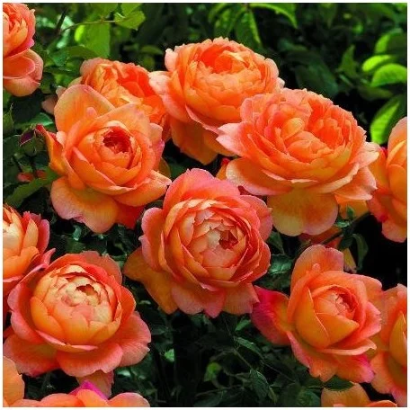 Rosier LADY OF SHALLOT ® Ausnyson