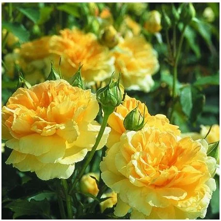 Rosier MOLINEUX ® Ausmol