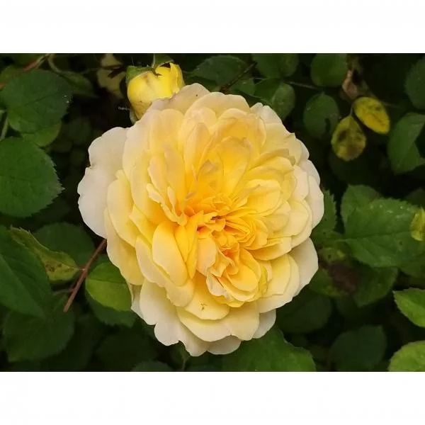 Rosier MOLINEUX ® Ausmol - Rosiers anglais