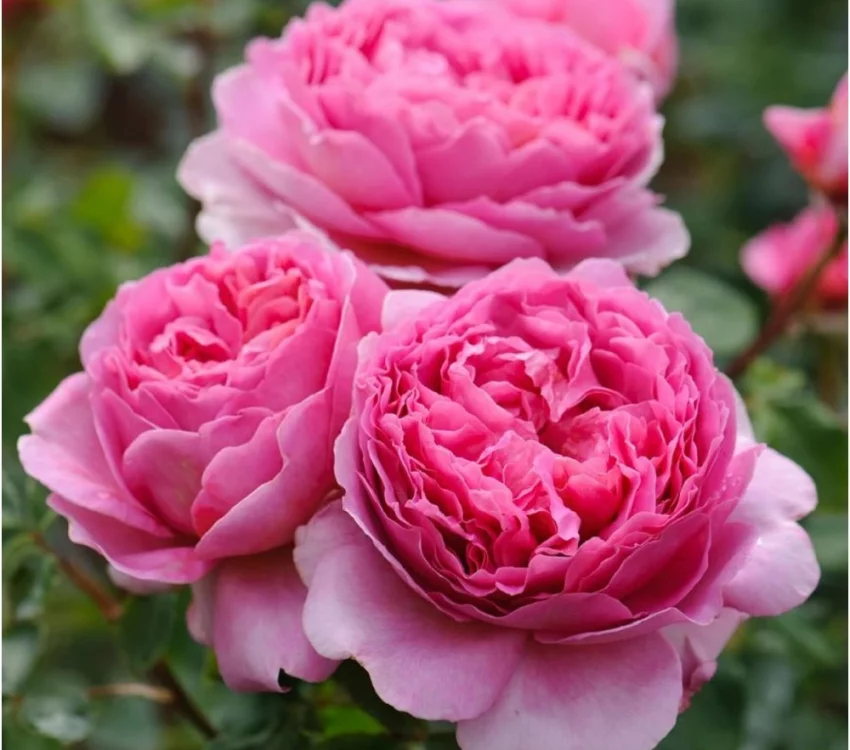 Rosier PRINCESS ALEXANDRA OF KENT® Ausmerchant