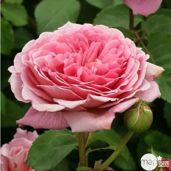 Rosier PRINCESS ALEXANDRA OF KENT® Ausmerchant - Rosiers anglais