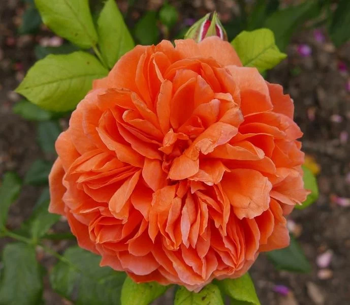 Rosier SUMMER SONG ® Austango