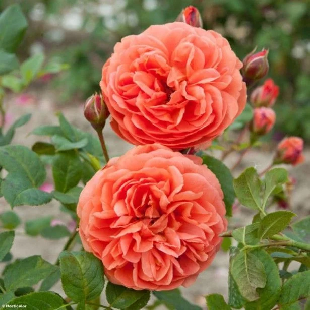 Rosier SUMMER SONG ® Austango - Rosiers anglais