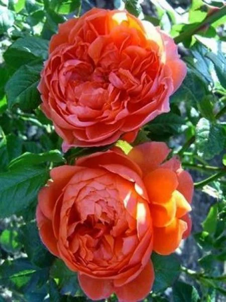 Rosier SUMMER SONG ® Austango - Rosiers anglais