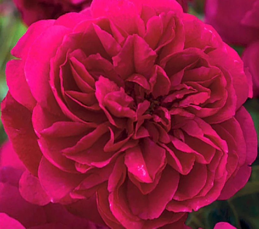 Rosier THOMAS A. BECKETT ® Auswinston - Rosiers anglais