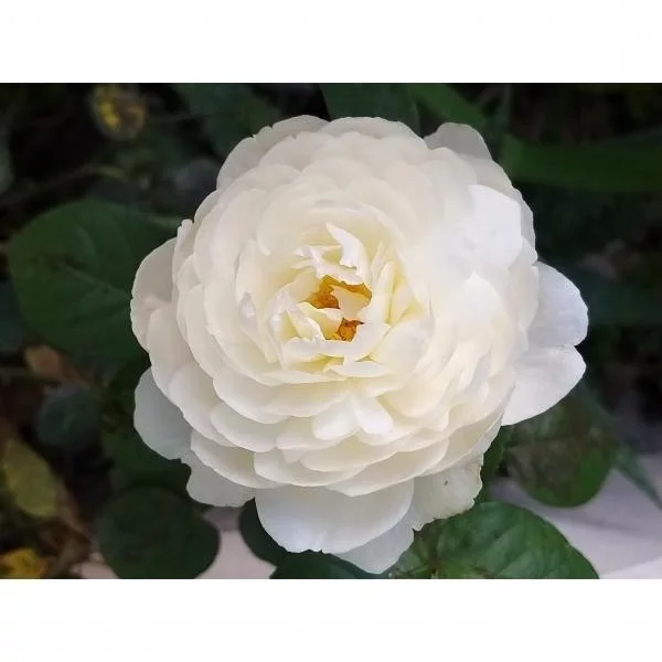 Rosier WILLIAM and CATHERINE ® Ausrapper
