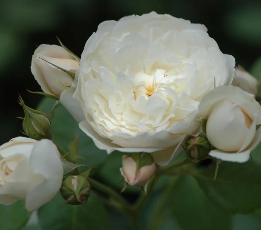 Rosier WILLIAM and CATHERINE ® Ausrapper - Rosiers anglais